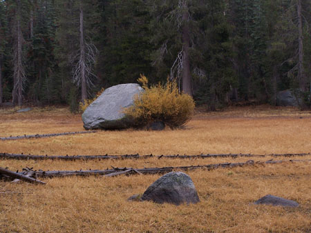 rock-and-bush